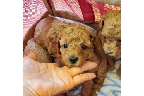 成約済の愛知県のタイニープードル-178950の7枚目