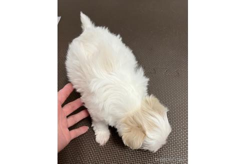 成約済の埼玉県のマルチーズ-175047の35枚目