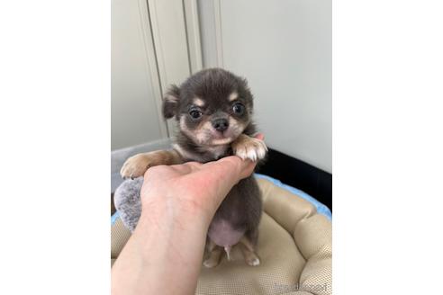 成約済の兵庫県のチワワ(ロングコート)-176708の2枚目