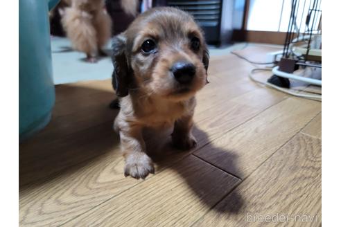 成約済の千葉県のミニチュアダックスフンド(ロングヘアード)-176987の1枚目