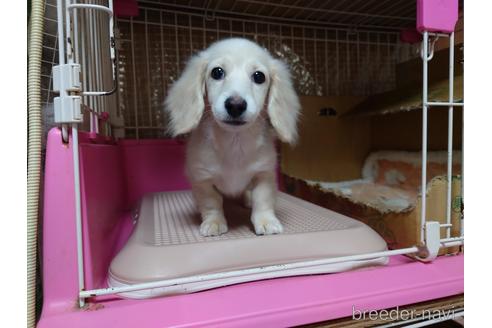 成約済の広島県のミニチュアダックスフンド(ロングヘアード)-174657の1枚目