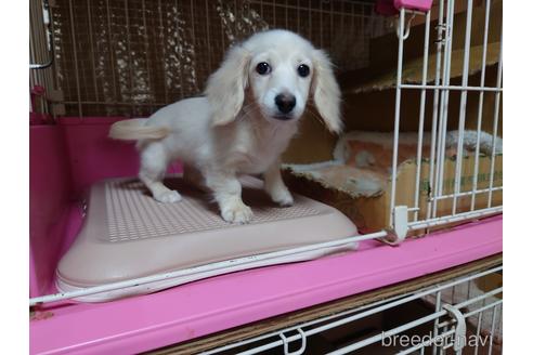 成約済の広島県のミニチュアダックスフンド(ロングヘアード)-174657の4枚目