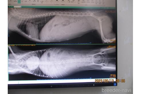 成約済の大阪府のティーカッププードル-180229の24枚目