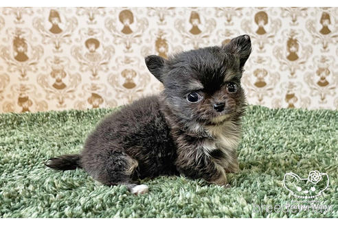 成約済の愛知県のチワワ(ロングコート)-180247の5枚目