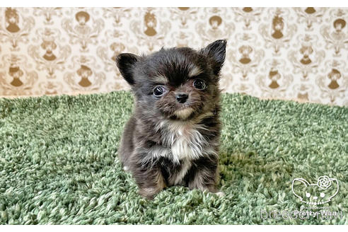 成約済の愛知県のチワワ(ロングコート)-180247の2枚目