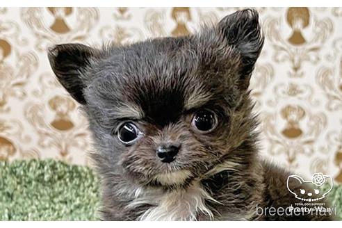 成約済の愛知県のチワワ(ロングコート)-180247の1枚目