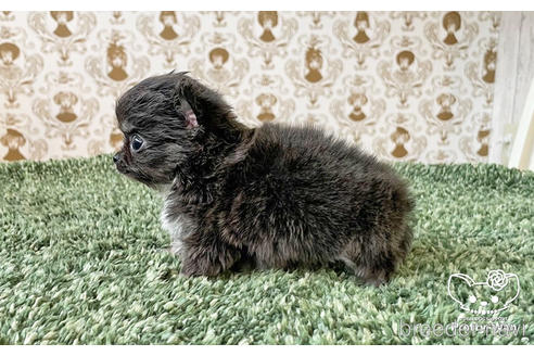 成約済の愛知県のチワワ(ロングコート)-180247の3枚目