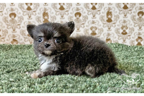 成約済の愛知県のチワワ(ロングコート)-180247の4枚目