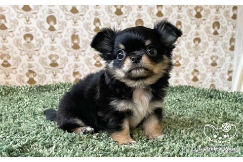 成約済の愛知県のチワワ(ロングコート)-180252の1枚目