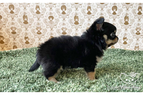 成約済の愛知県のチワワ(ロングコート)-180252の2枚目