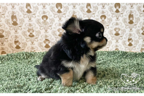 成約済の愛知県のチワワ(ロングコート)-180252の3枚目