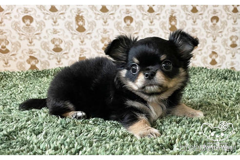 成約済の愛知県のチワワ(ロングコート)-180252の4枚目