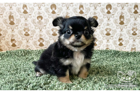 成約済の愛知県のチワワ(ロングコート)-180252の5枚目