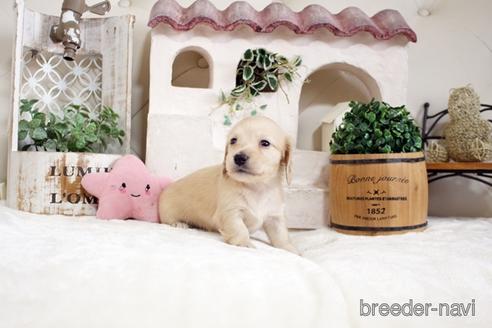 成約済の佐賀県のカニンヘンダックスフンド(ロングヘアード)-180255の5枚目