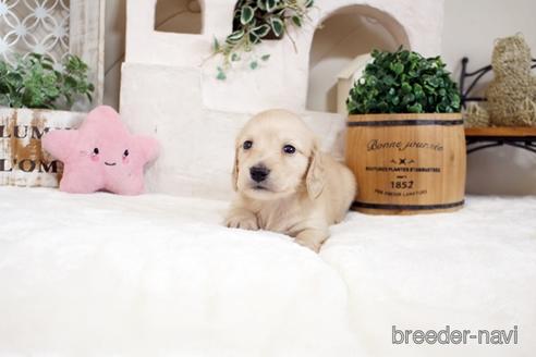 成約済の佐賀県のカニンヘンダックスフンド(ロングヘアード)-180255の4枚目