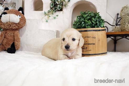 成約済の佐賀県のカニンヘンダックスフンド(ロングヘアード)-180257の1枚目