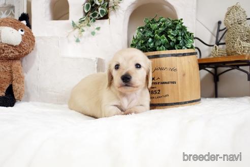 成約済の佐賀県のカニンヘンダックスフンド(ロングヘアード)-180257の5枚目