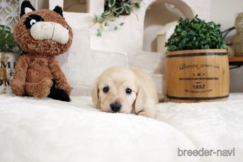 成約済の佐賀県のカニンヘンダックスフンド(ロングヘアード)-180257の4枚目