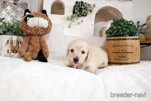 成約済の佐賀県のカニンヘンダックスフンド(ロングヘアード)-180257の3枚目