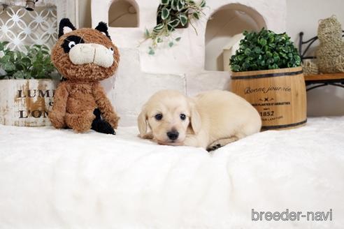 成約済の佐賀県のカニンヘンダックスフンド(ロングヘアード)-180257の2枚目