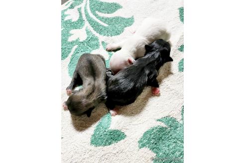 成約済の埼玉県のペキニーズ-180278の5枚目