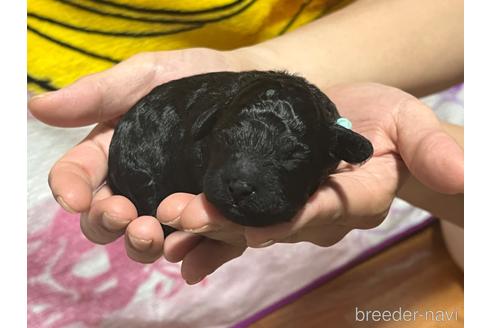 成約済の茨城県のタイニープードル-178235の5枚目