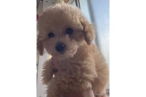 成約済の福岡県のティーカッププードル-179987の7枚目