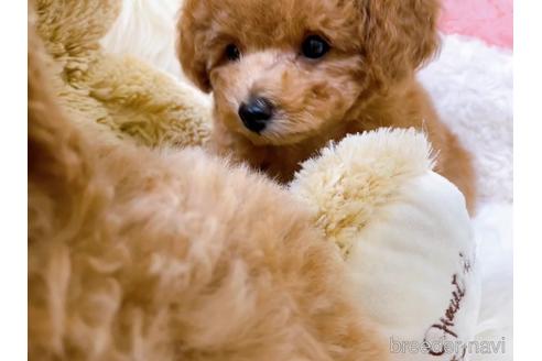 成約済の香川県のタイニープードル-180298の5枚目