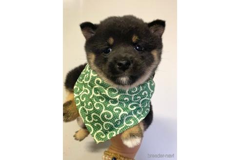 成約済の茨城県の豆柴-178802の1枚目