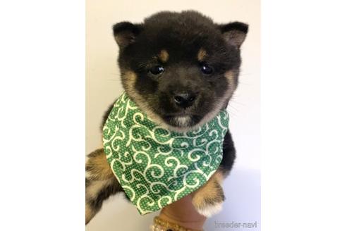 成約済の茨城県の豆柴-178802の2枚目