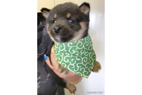 成約済の茨城県の豆柴-178802の3枚目