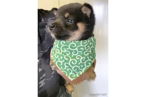 成約済の茨城県の豆柴-178802の4枚目