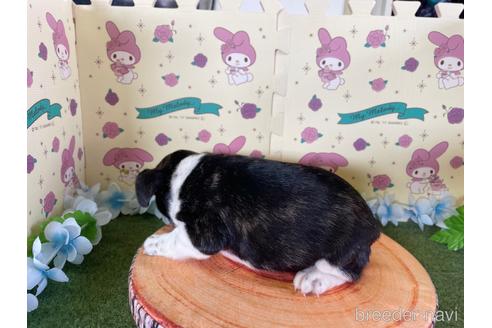 成約済の栃木県のフレンチブルドッグ-180313の2枚目