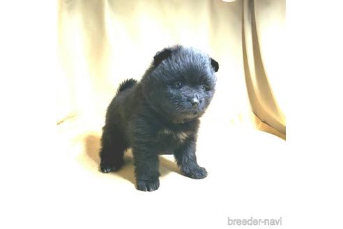 成約済の茨城県のポメラニアン-178643の13枚目