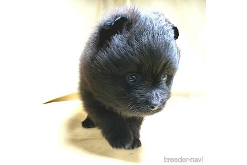 成約済の茨城県のポメラニアン-178643の10枚目