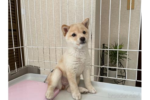 成約済の兵庫県の豆柴-180360の3枚目