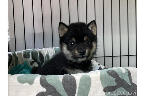 成約済の岡山県の豆柴-178695