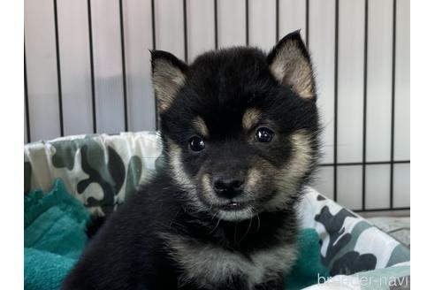 成約済の岡山県の豆柴-178695の4枚目