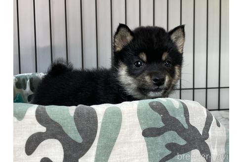 成約済の岡山県の豆柴-178695の3枚目