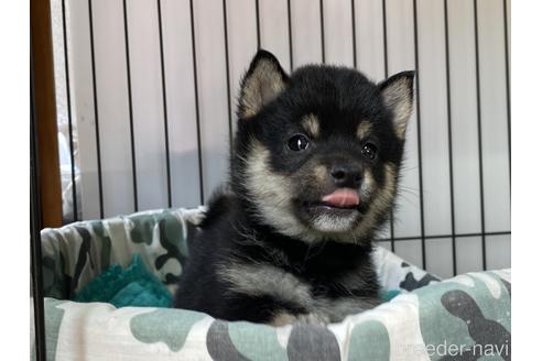 成約済の岡山県の豆柴-178695の2枚目