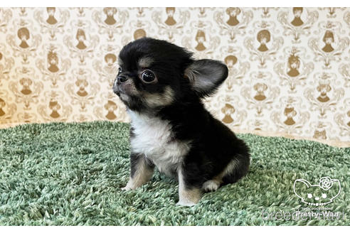 成約済の愛知県のチワワ(ロングコート)-180372の4枚目