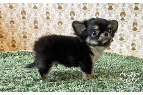 成約済の愛知県のチワワ(ロングコート)-180372の5枚目