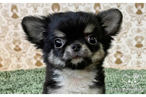 成約済の愛知県のチワワ(ロングコート)-180372の1枚目