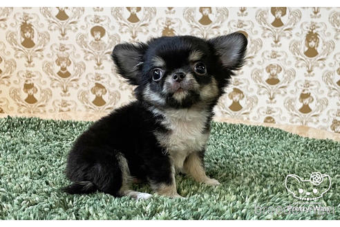 成約済の愛知県のチワワ(ロングコート)-180372の2枚目