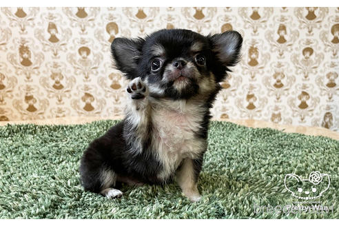 成約済の愛知県のチワワ(ロングコート)-180372の3枚目