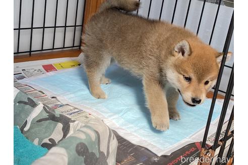 成約済の岡山県の柴犬-175273の6枚目