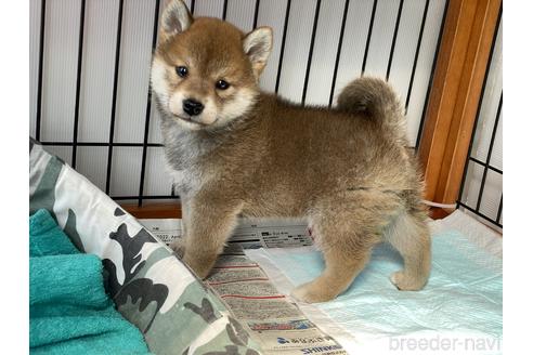 成約済の岡山県の柴犬-175273の5枚目