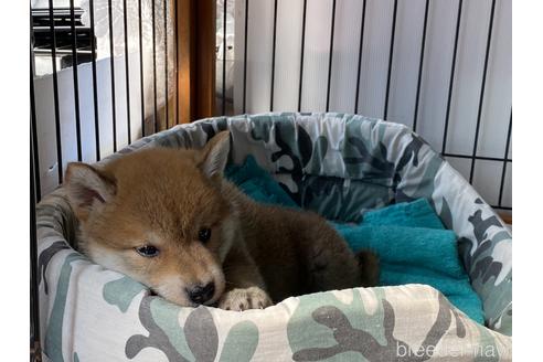 成約済の岡山県の柴犬-175273の4枚目