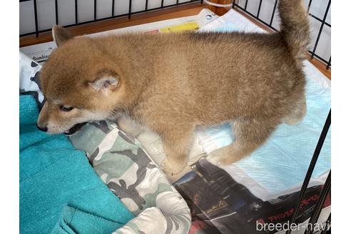 成約済の岡山県の柴犬-175273の3枚目