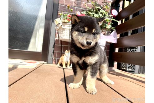 成約済の埼玉県の柴犬-176549の4枚目